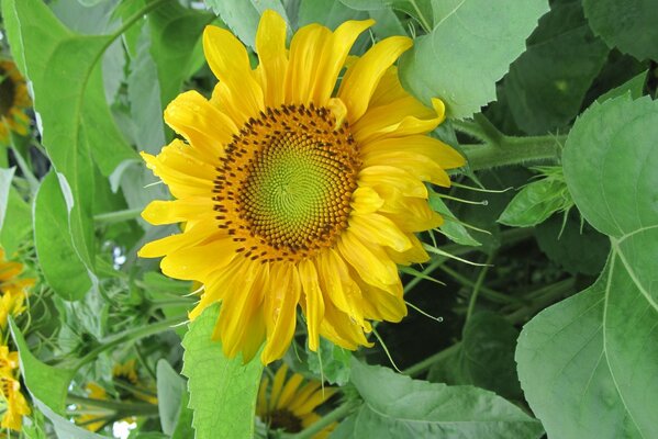 Ambiance estivale. Tournesol parmi les verts