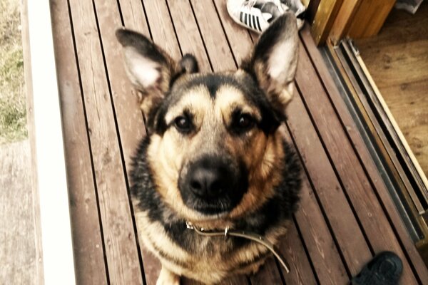 A dog named Mukhtar, stares devotedly at the owner