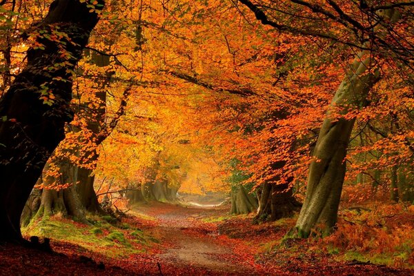 Colorful autumn forest with a path