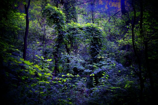 Silencio nocturno en un bosque misterioso