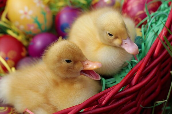 Chickens in a basket with Easter eggs