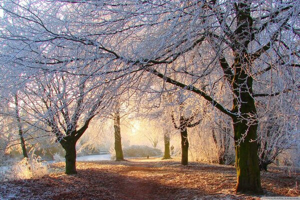 Foresta invernale con i raggi del sole della sera