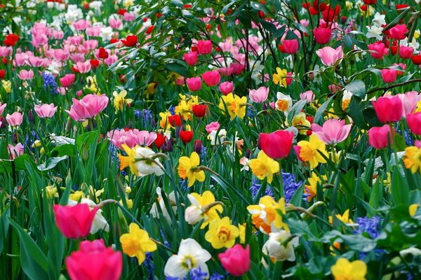 Campo de primavera de tulipanes y narcisos