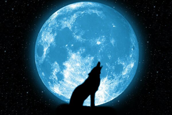 A lone wolf howls at the moon