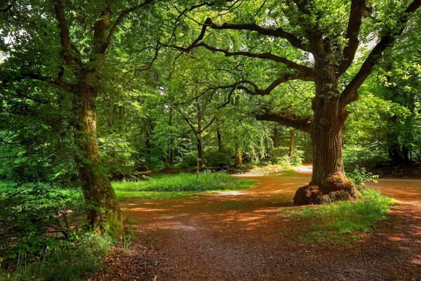 Vert, belle forêt avec des chemins