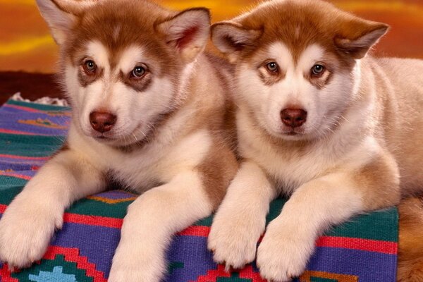 Two white-brown puppies are lying next to each other