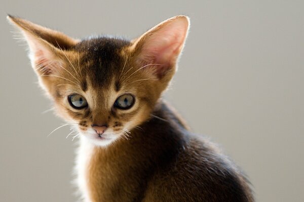 A kitten on a gray background