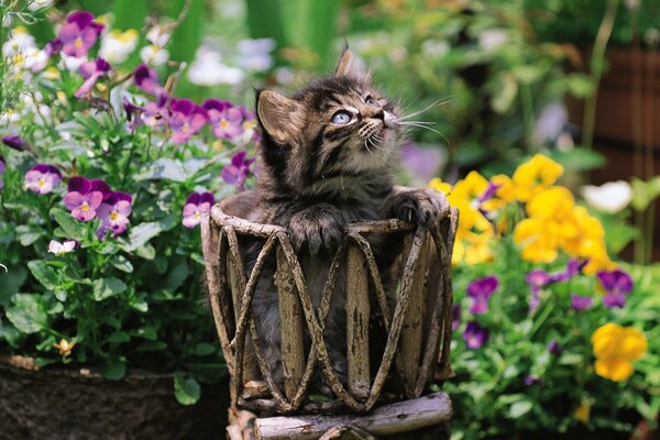 Kätzchen im Blumentopf