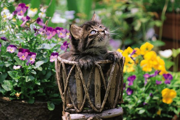 Gattino in vaso di fiori