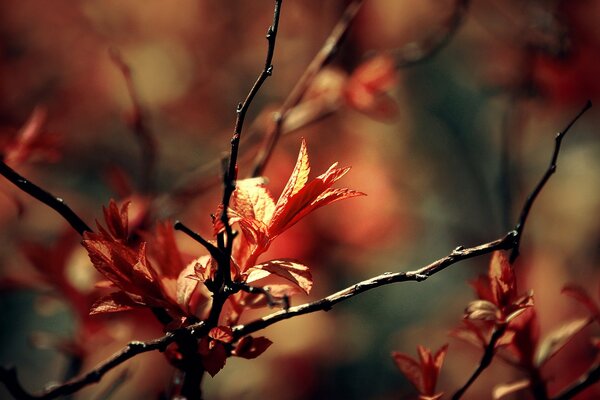 Spring branches with foliage macro shooting