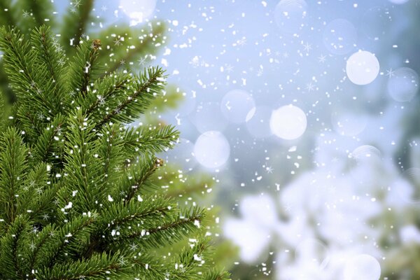 Zweige von grünen Weihnachtsbäumen im Winter mit Schneeflocken