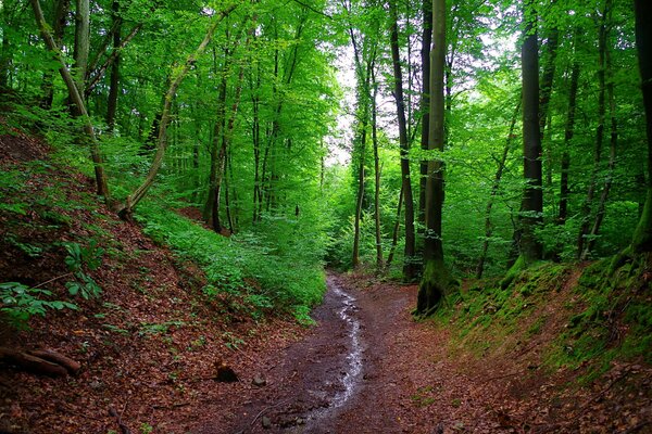 A path in the forest. Forests in Bavaria