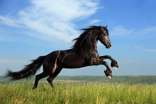 Un cheval avec une crinière épaisse saute sur l herbe verte