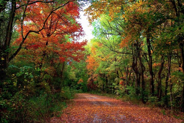 Autumn road in the forest. Landscape