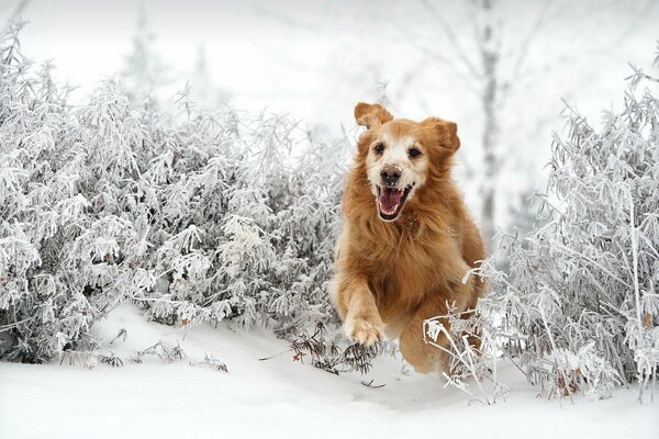 El amigo del hombre corre alegremente por un sendero cubierto de nieve