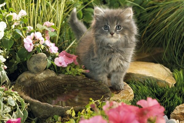 Cute grey fluffy kitten at a bowl of water
