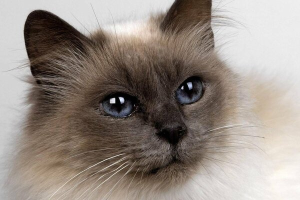 Die süßeste Katze der siamesischen Rasse