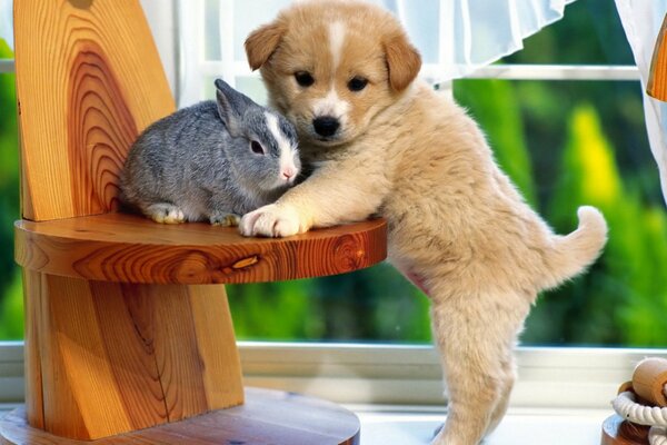 A dog and a gray rabbit on a stool