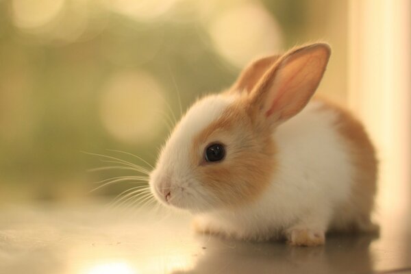 Puszysty królik z małymi uszami