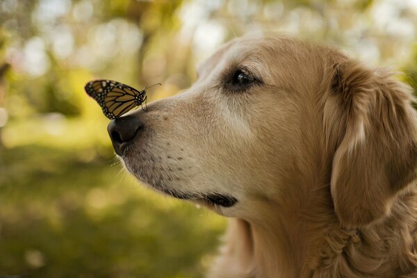 Beautiful butterfly on the dog s nose