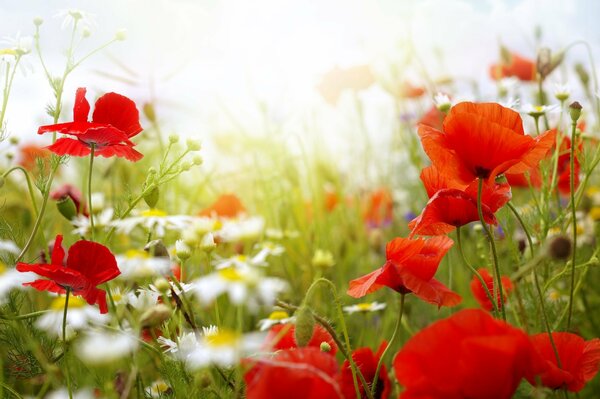 Fleurs d été de coquelicot et de camomille