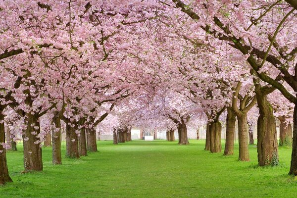 Bäume im Frühling mit blühenden Blüten