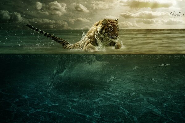 La belleza y el poder del tigre en el agua
