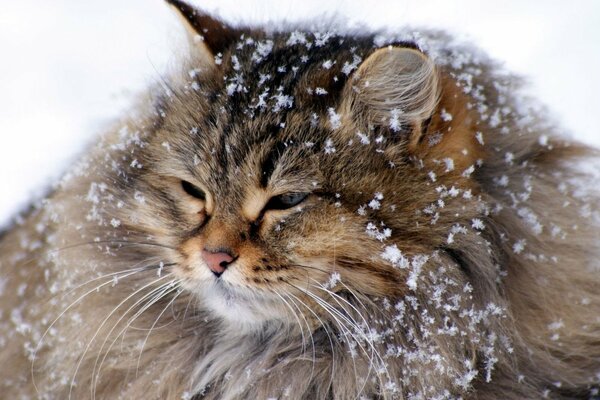 El hermoso gato siberiano nevado