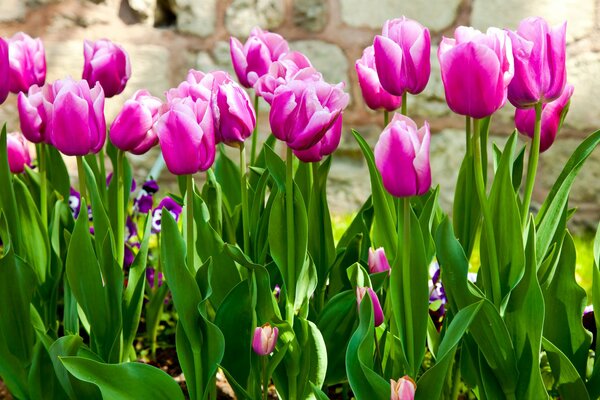 Tulipanes de color rosa brillante en primavera
