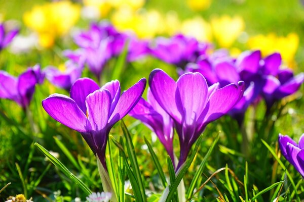 A clearing with blooming crocuses