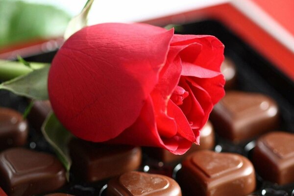 Red rose with chocolates