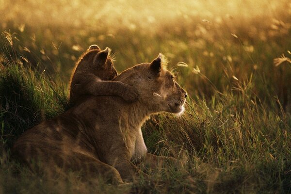 A family of a lioness and a lion cub in a clearing