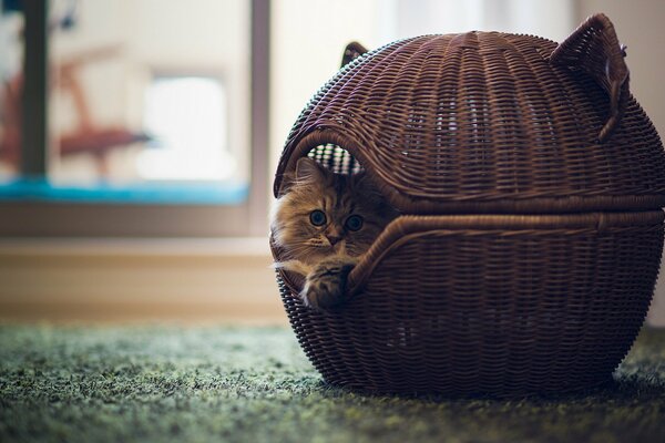 Chat dans un panier rond amusant