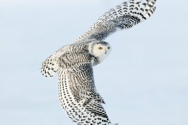 The wingspan of an eagle against the sky