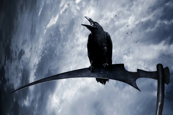 Cuervo negro contra el cielo
