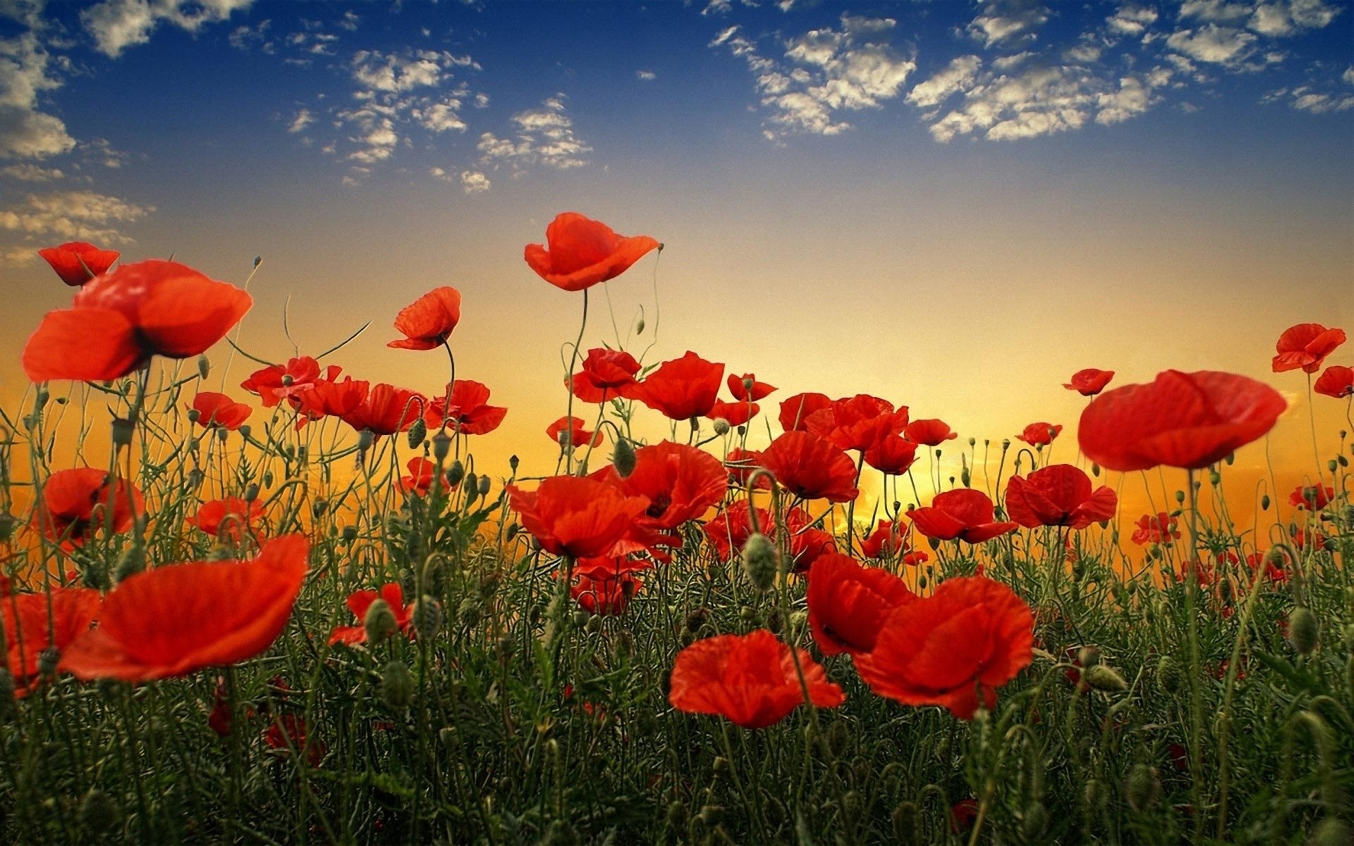 champ ciel coquelicots