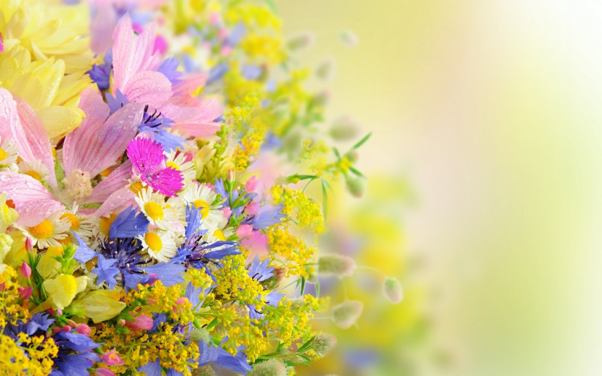 pétales gouttes été fleurs marguerites bouquet été