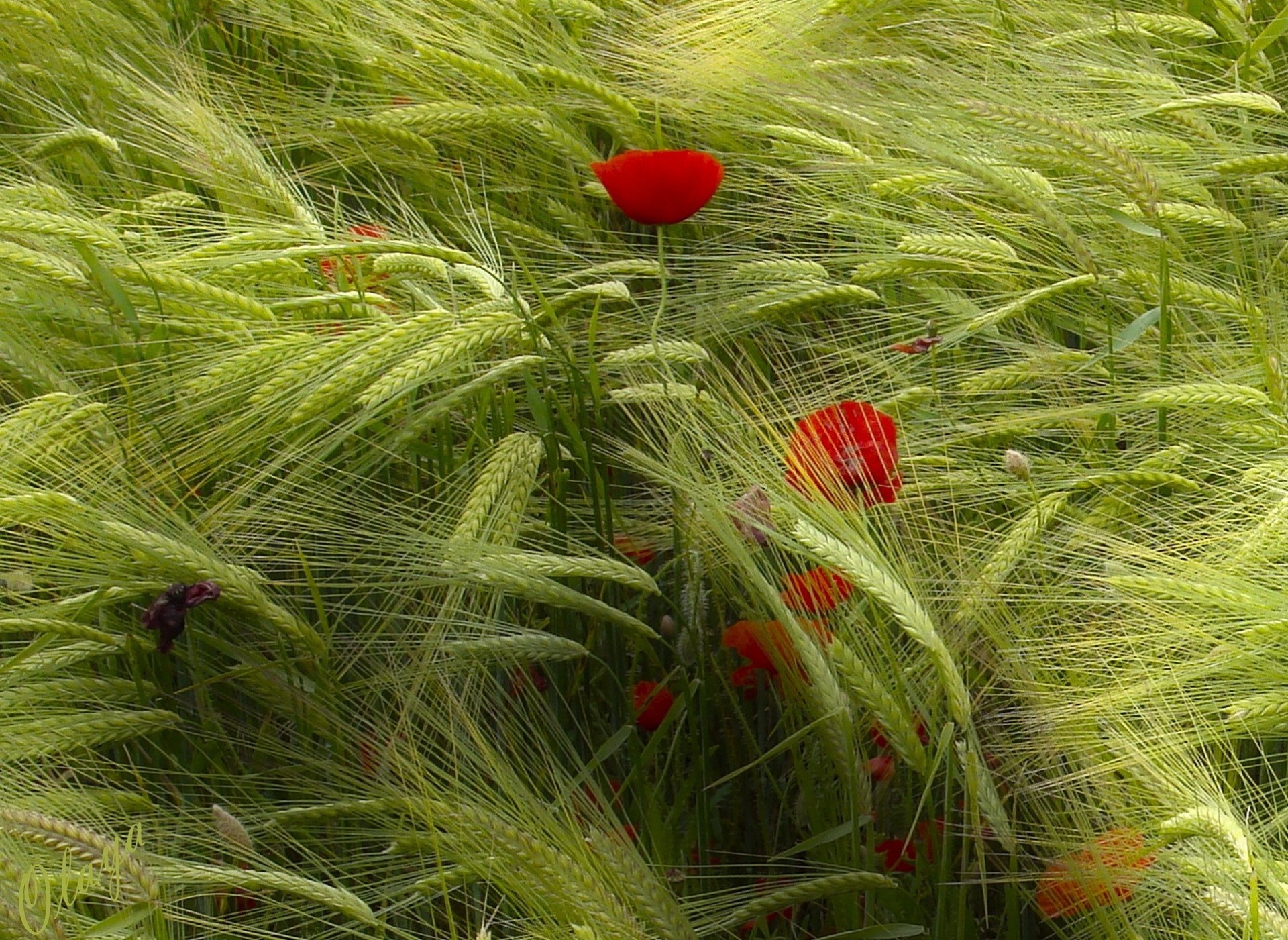 campo amapolas rojo viento espigas