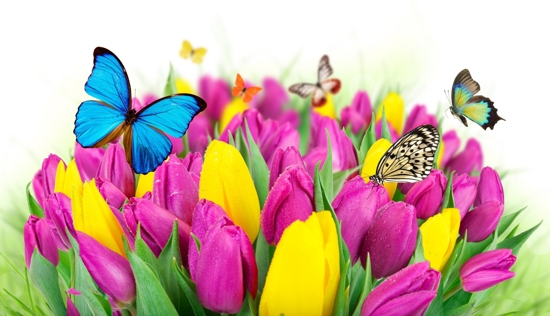 colored tulips butterfly flower spring fresh beautiful yellow purple