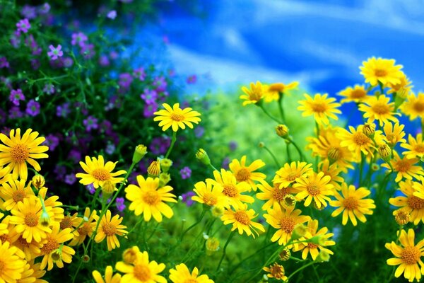 Summer photo of yellow flowers