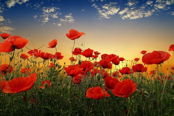 Beautiful sunset over the poppy field