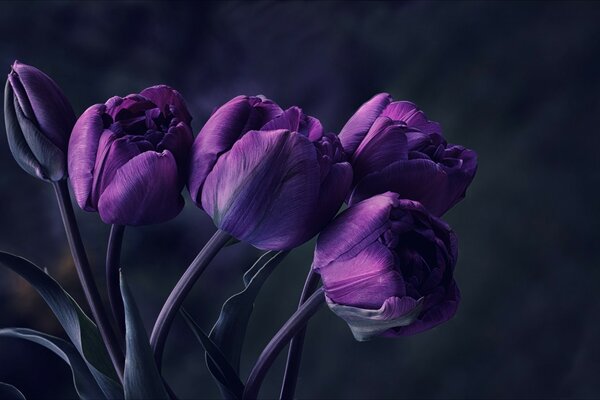 Beautiful purple bouquet of tulips