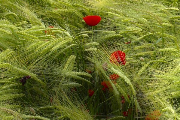 Coquelicots sur le terrain par temps venteux