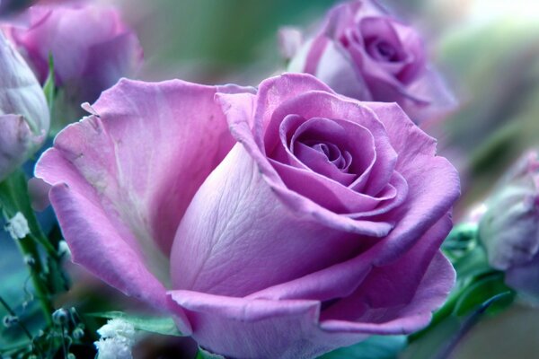 Rosas Lilas muy hermosas