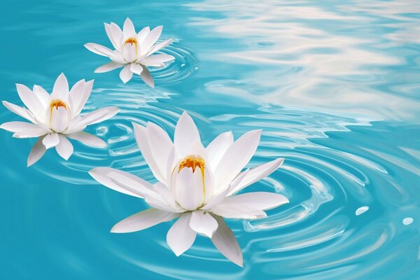 White flowers on a background of blue water