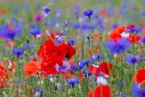 Campo con amapolas rojas y azules