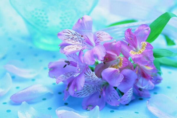 Purple flowers and scattered petals