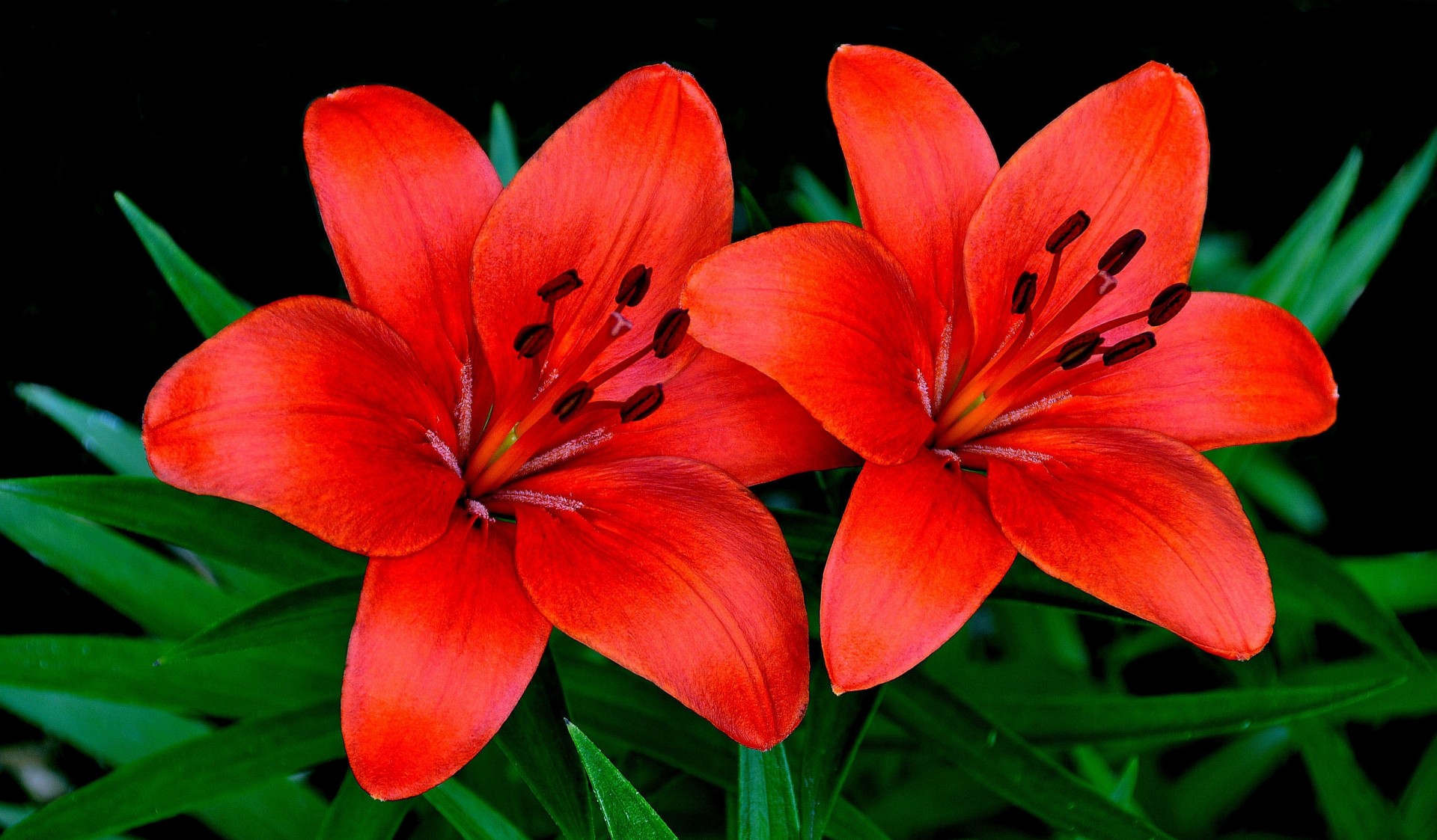 heet lilies the pair petals nature