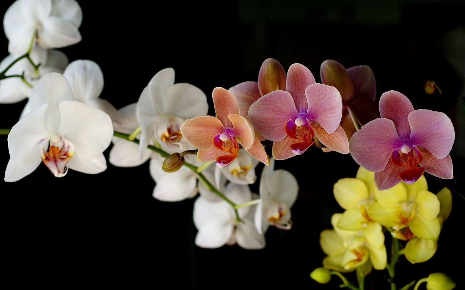 flower bouquet flowers delicate lovely orchid