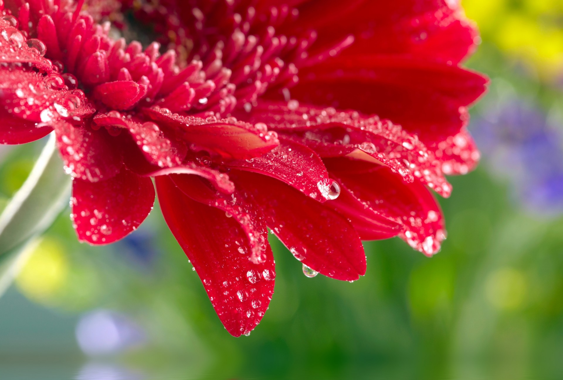 rose blume in der nähe schöne rote gerbera kamille nahaufnahme wassertropfen